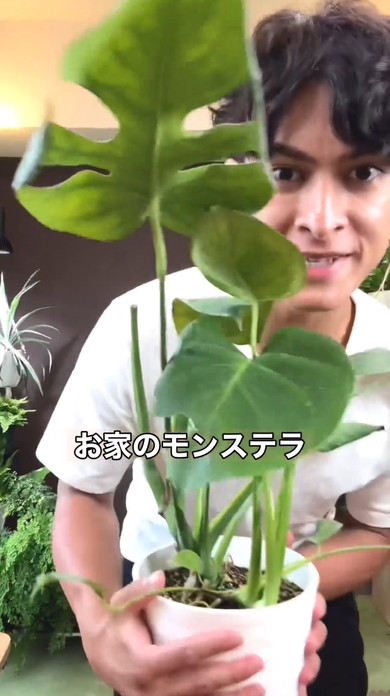 モンステラ