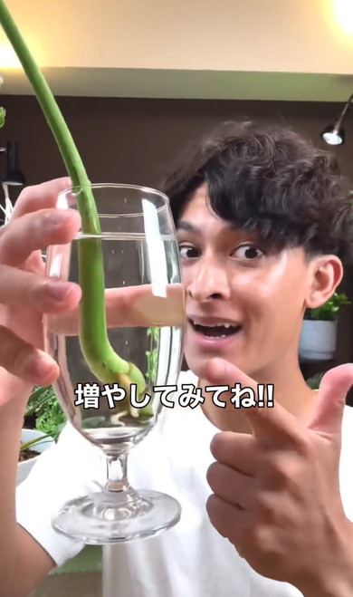 無限にモンステラ増やす方法