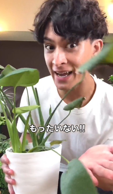 無限にモンステラ増やす方法