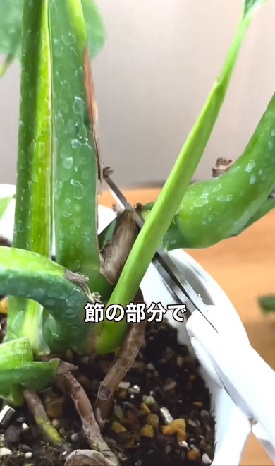 無限にモンステラ増やす方法