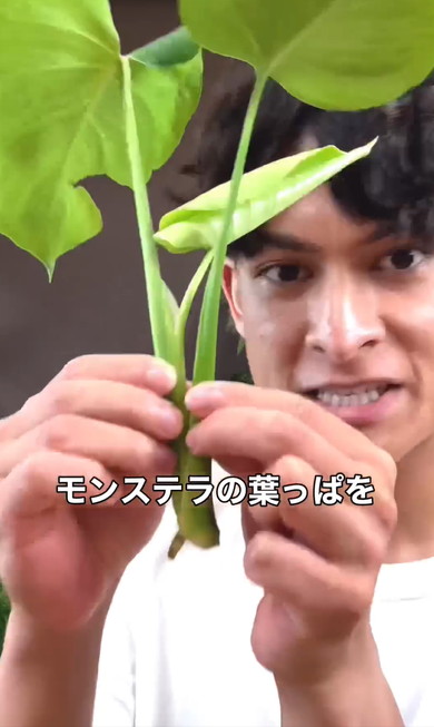 無限にモンステラ増やす方法