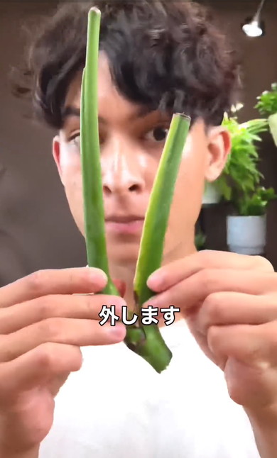 無限にモンステラ増やす方法