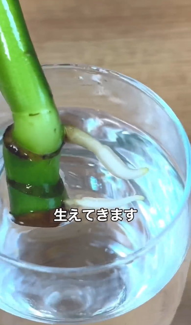 無限にモンステラ増やす方法