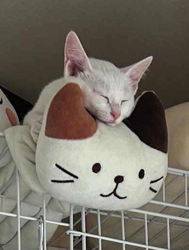 ぬいぐるみの上ですやすや眠っていました