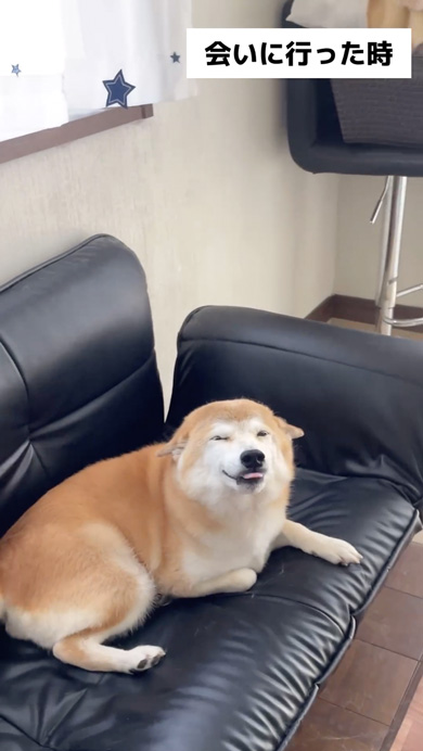 会いに行ったときと帰るときが別犬な柴犬