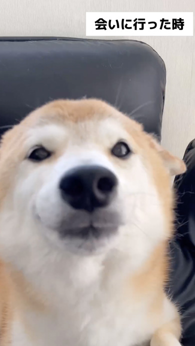 会いに行ったときと帰るときが別犬な柴犬