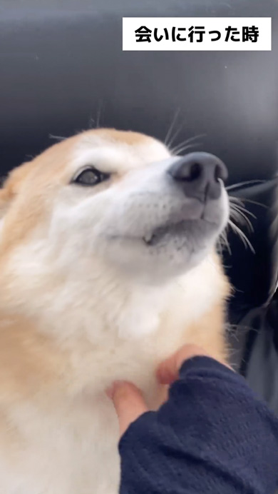 会いに行ったときと帰るときが別犬な柴犬