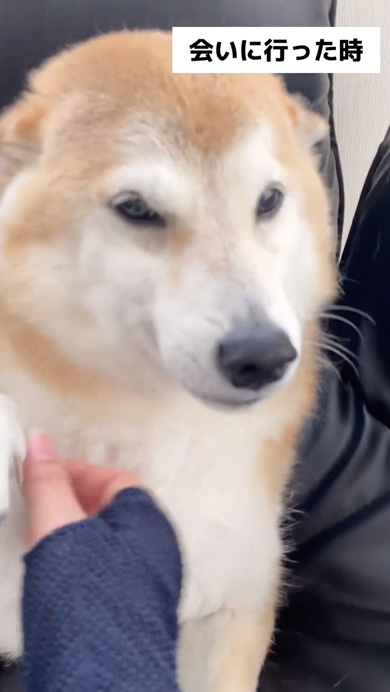 会いに行ったときと帰るときが別犬な柴犬