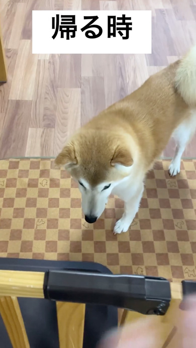 会いに行ったときと帰るときが別犬な柴犬