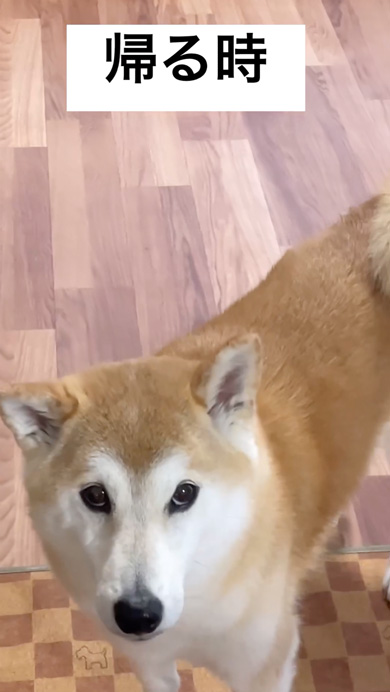 会いに行ったときと帰るときが別犬な柴犬