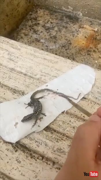 トカゲを救助