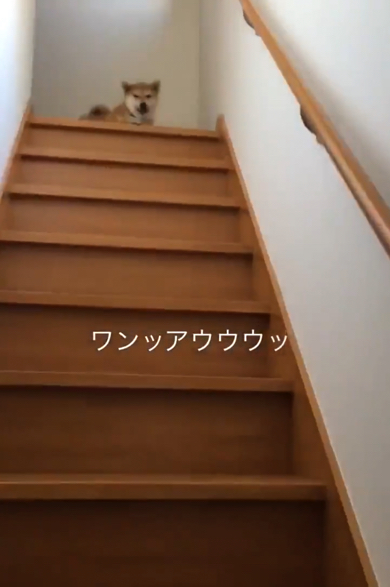 甘えるように鳴き続けるワンコ