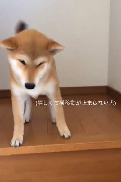 うれしくて横移動が止まらないワンコ