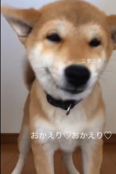 ニタニタ顔になるワンコ