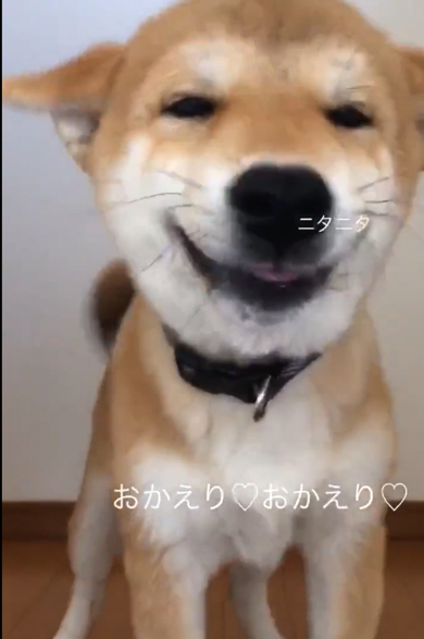 ヒコーキ耳になっており、安心している様子