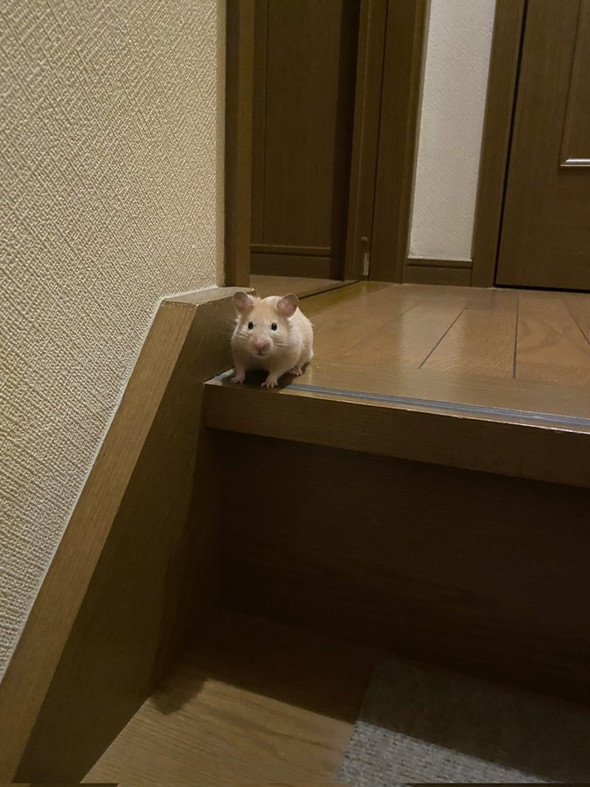 階段にいるハムスター