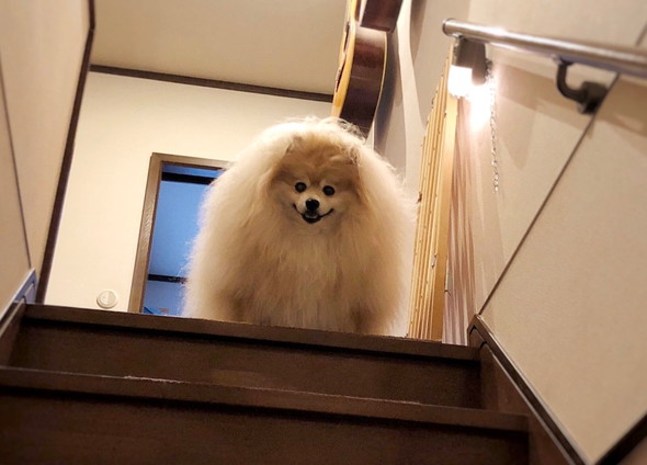 大きなもふもふポメラニアン