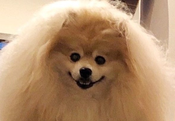 大きなもふもふポメラニアン