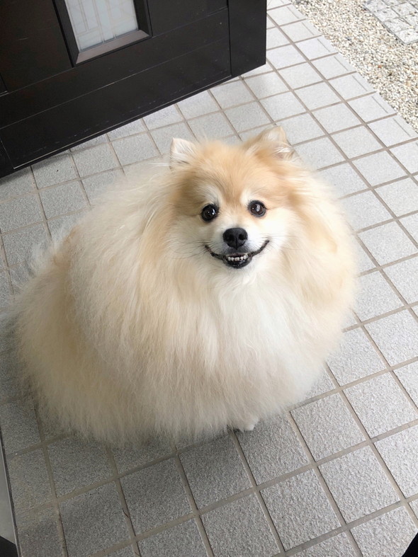 大きなもふもふポメラニアン
