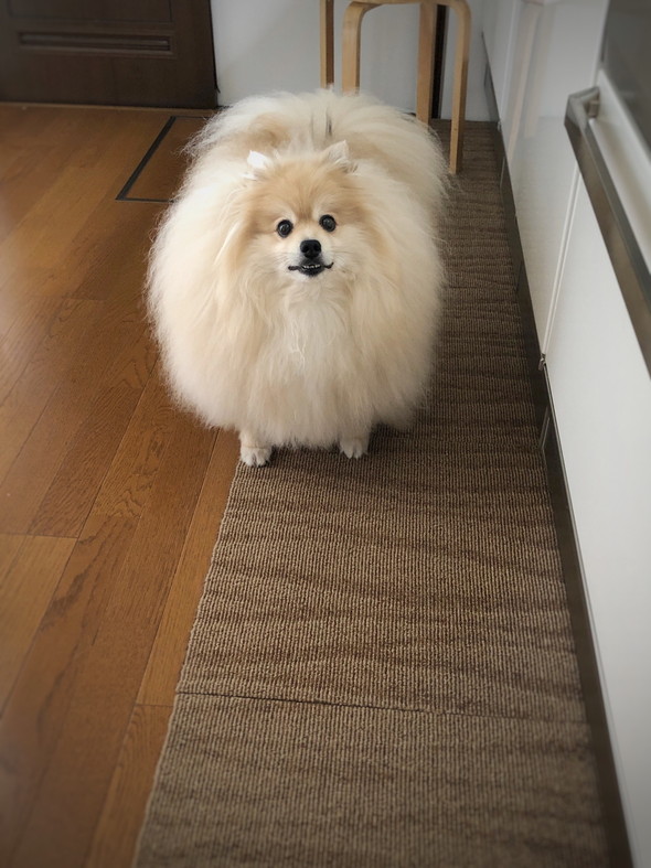 大きなもふもふポメラニアン