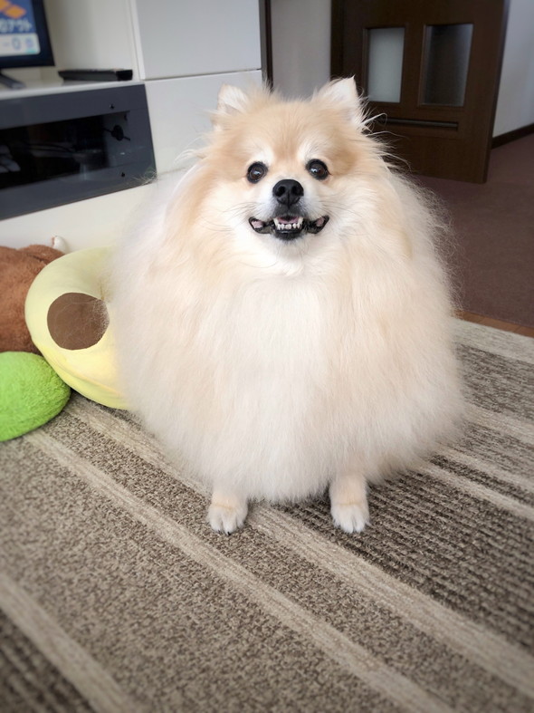 大きなもふもふポメラニアン