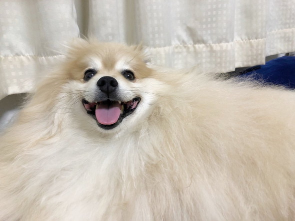 大きなもふもふポメラニアン