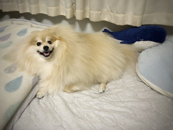大きなもふもふポメラニアン