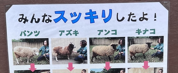 金沢動物園のヒツジの毛刈りビフォーアフター