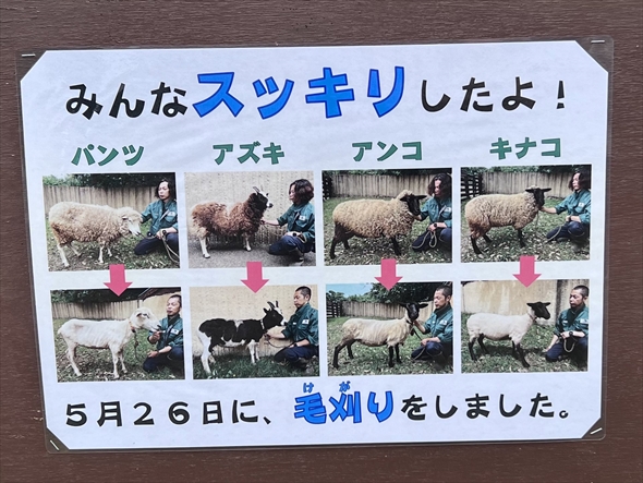 金沢動物園のヒツジの毛刈りビフォーアフター
