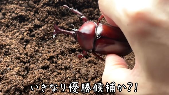 7年にわたる厳選交配の結果生まれた体が赤いオスのカブトムシ