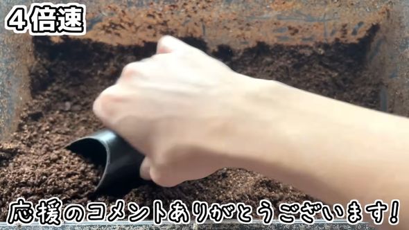 7年にわたる厳選交配の結果生まれたカブトムシの成虫を掘り出す様子