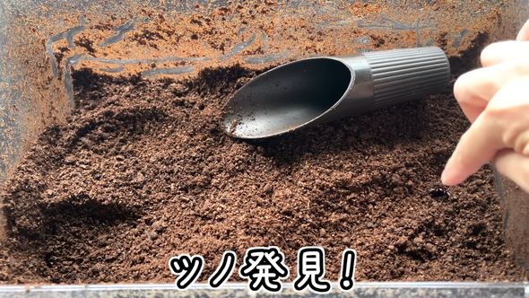 7年にわたる厳選交配の結果生まれたカブトムシの成虫を掘り出す様子