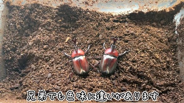 兄弟カブトムシの赤みが強い方と茶色みが強い方