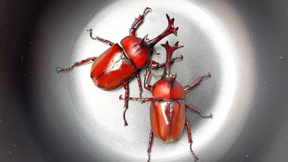7年にわたる厳選交配の結果生まれた体が赤いオスのカブトムシ