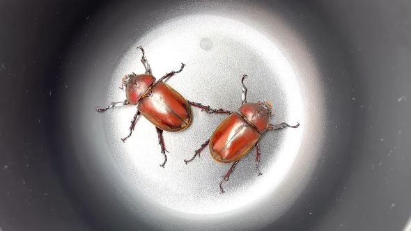 7年にわたる厳選交配の結果生まれた体が赤いメスのカブトムシ