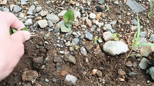 固い土からドクダミを抜こうとして根が残ってしまう様子