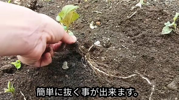 柔らかい土から引き抜いたドクダミの長い根
