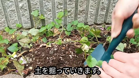 腐葉土を使ったドクダミ対策のため花壇の土を掘り返す