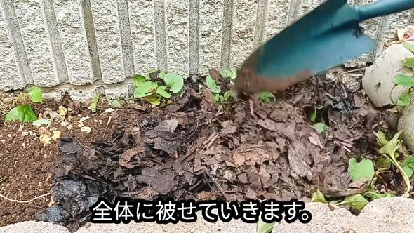 ドクダミ対策のため腐葉土を花壇全体にかぶせる