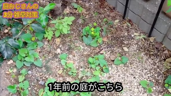 約1年前のドクダミだらけの庭