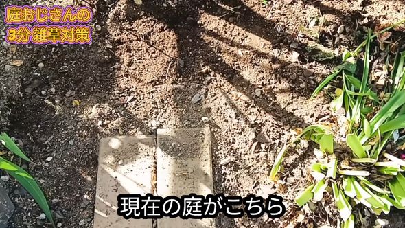 ドクダミが生えていない現在の庭