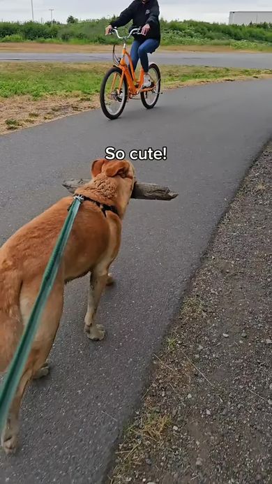 木の棒をくわえたまま歩くワンコに優しく声をかける通行人