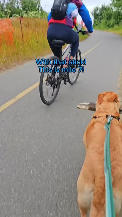 ワンコが木の棒をくわえたまま約11キロ歩いたと説明する飼い主