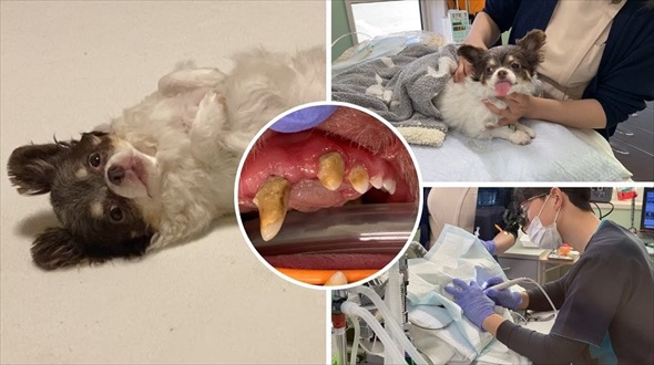 ワンコの歯石除去ビフォーアフター