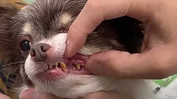 ワンコの歯石除去ビフォーアフター