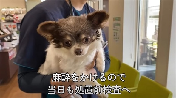 ワンコの歯石除去ビフォーアフター