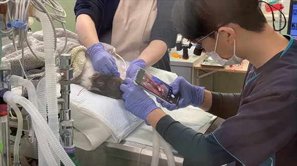 ワンコの歯石除去ビフォーアフター