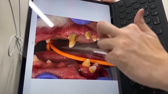 ワンコの歯石除去ビフォーアフター
