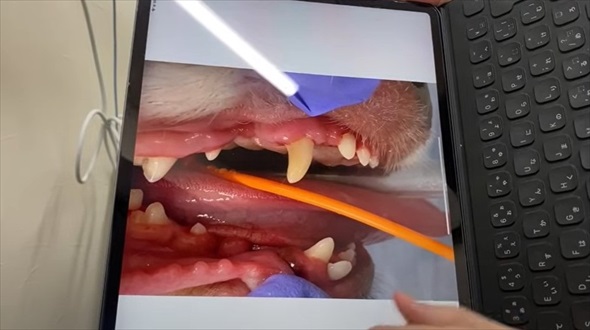 ワンコの歯石除去ビフォーアフター