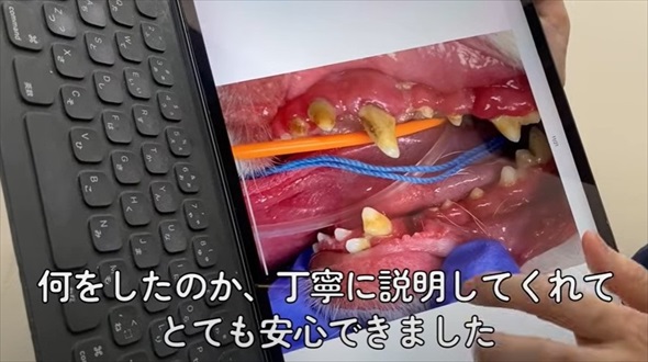 ワンコの歯石除去ビフォーアフター